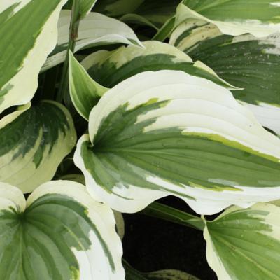 Hosta 'Silk Road'